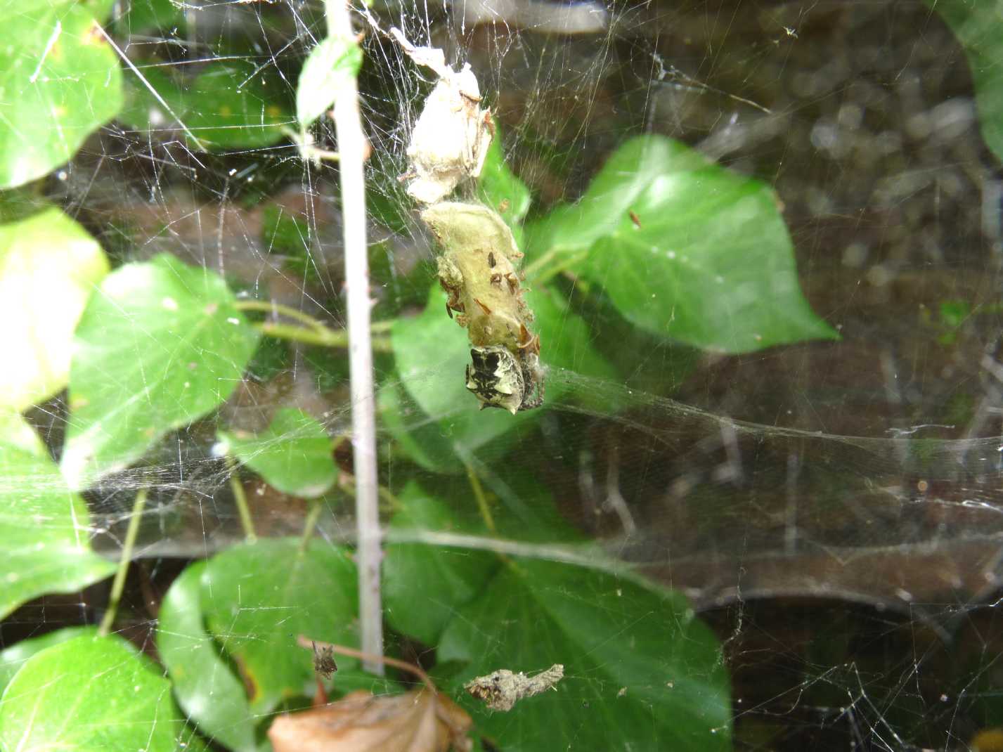 Cyrtophora citricola